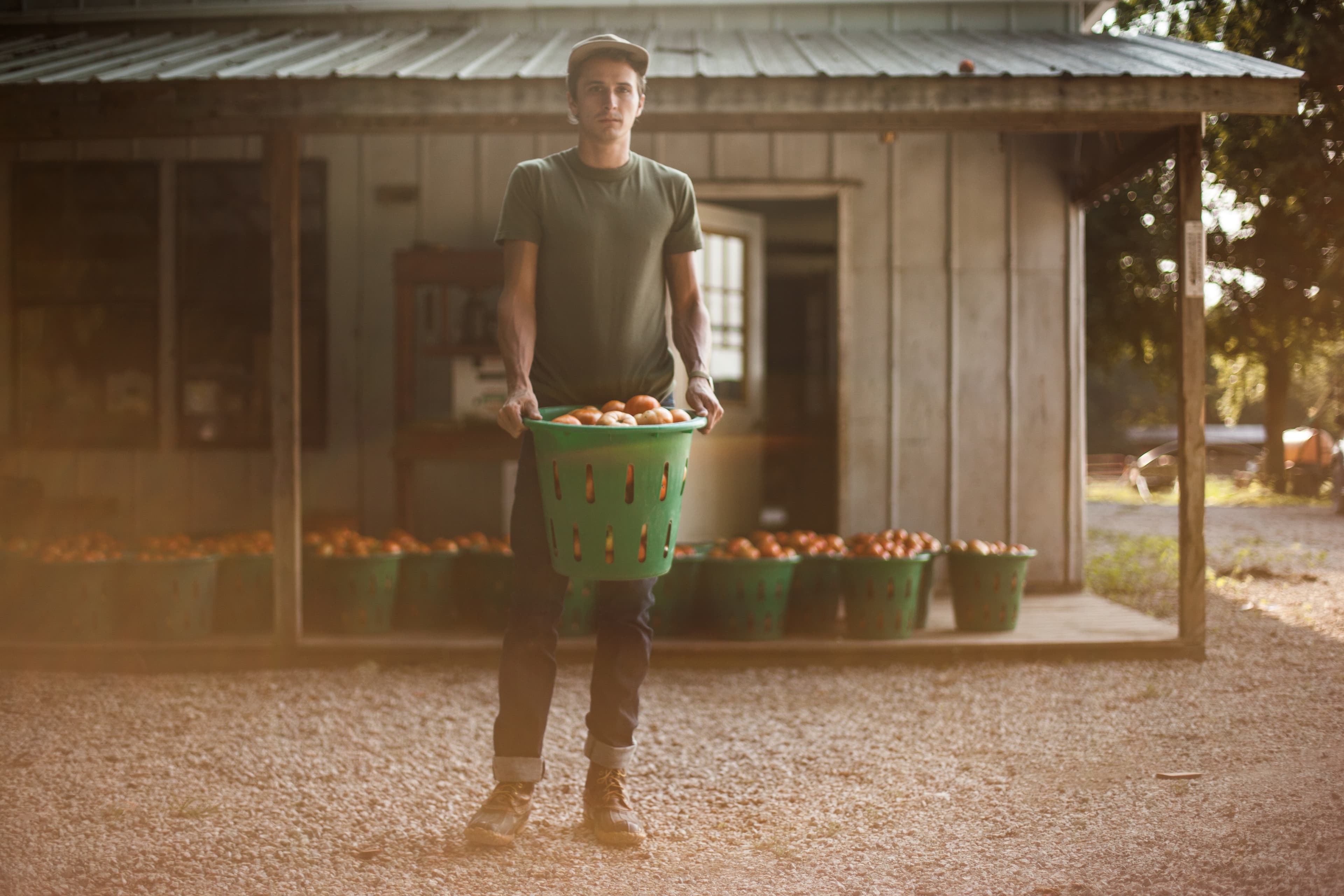 Tomatoes under direct light.